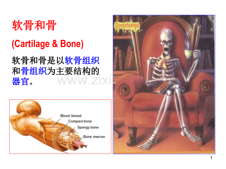 软骨和骨--组织学与胚胎学.ppt_第1页