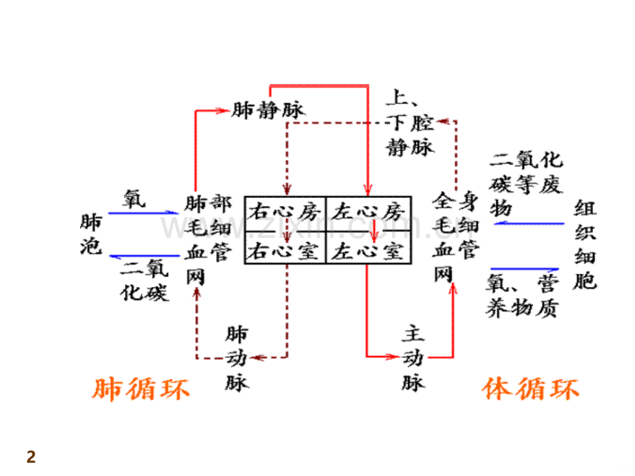 第一节：心位置及体表投影.ppt_第2页