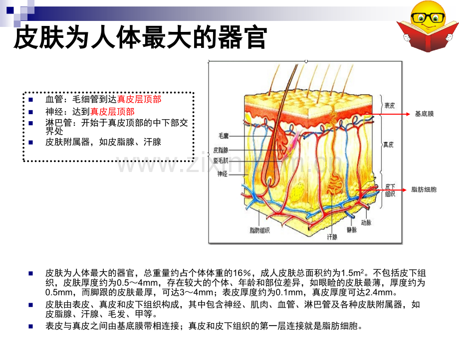 皮肤基础学知识.ppt_第2页