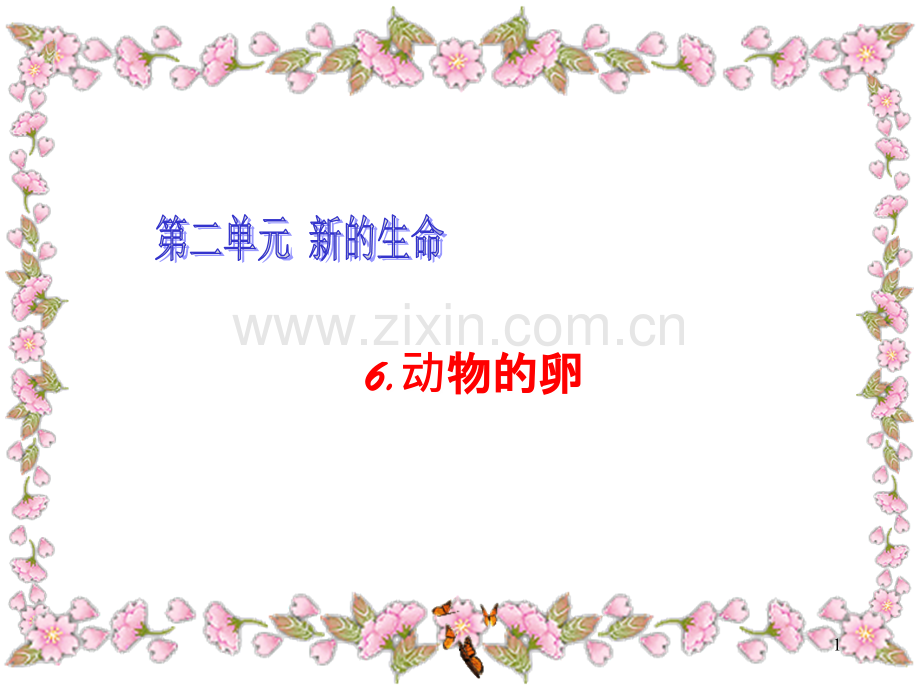 《动物的卵》.ppt_第1页