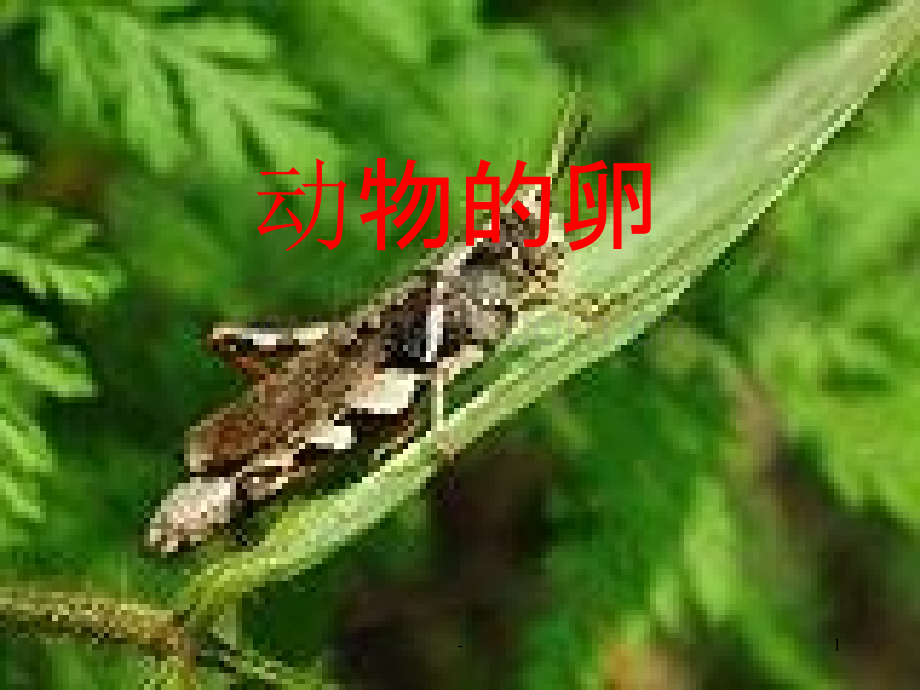 《动物的卵》PPT.ppt_第1页