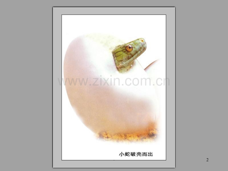 《动物的卵》PPT.ppt_第2页