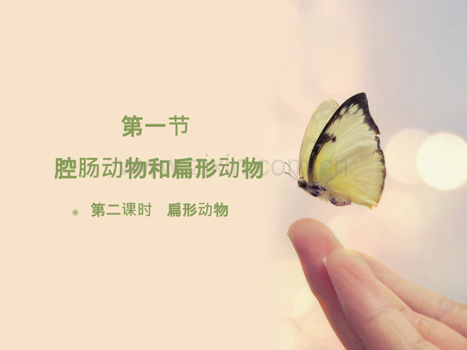 扁形动物.ppt_第1页