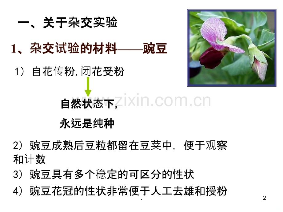 孟德尔定律复习.ppt_第2页