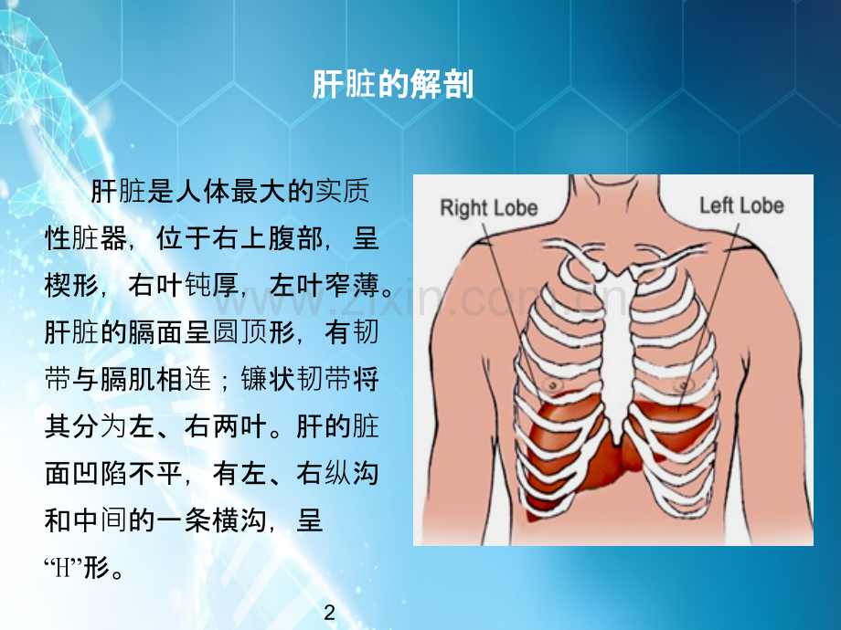课件小儿黄疸ppt课件.ppt_第2页