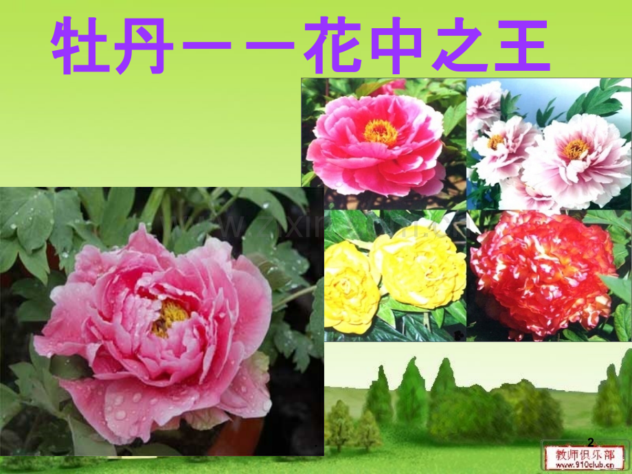 开花和结果教学.ppt_第2页