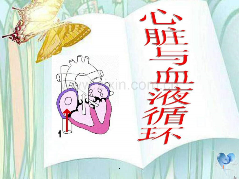 心脏与血液循环.ppt_第1页