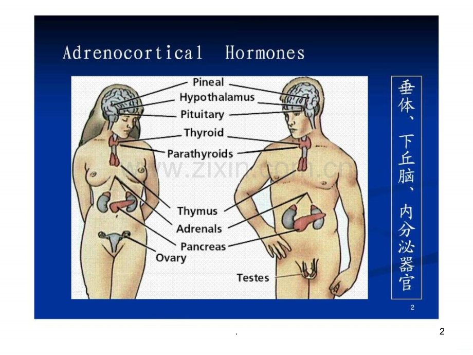 肾上腺皮质激素类药物(版)--ymppt课件.ppt_第2页