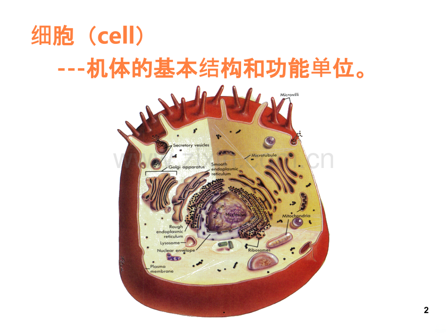 卫生护理--细胞提纲ppt课件.ppt_第2页