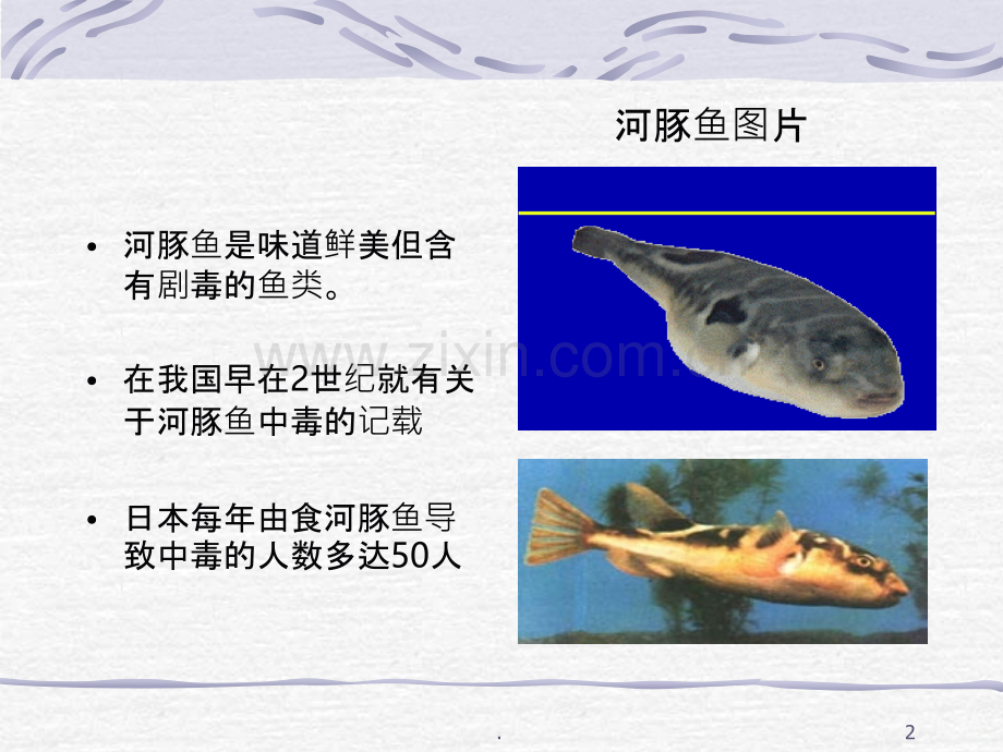 河豚鱼中毒.ppt_第2页