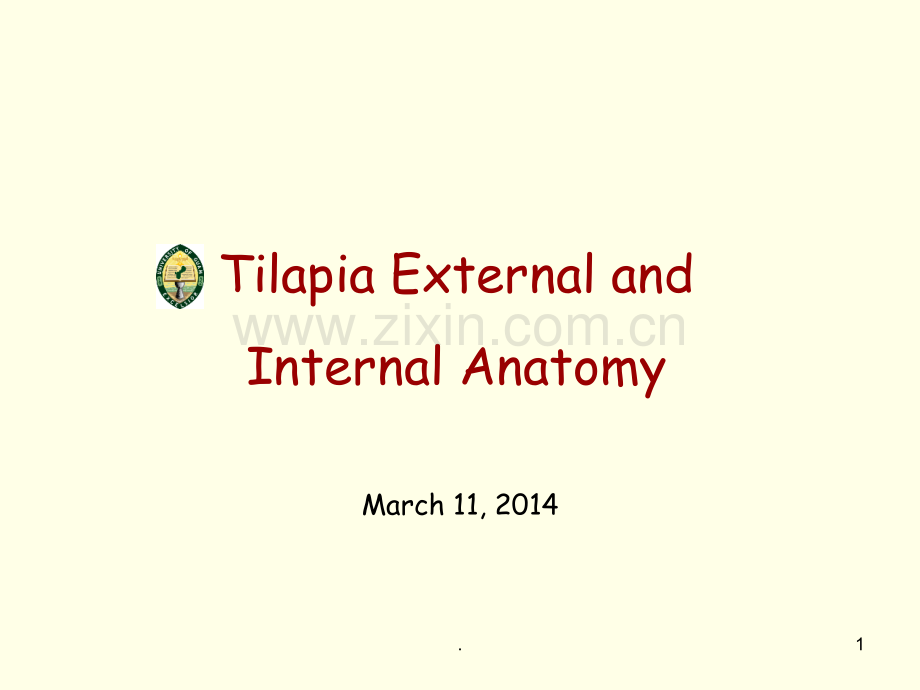 罗非鱼解剖.ppt_第1页