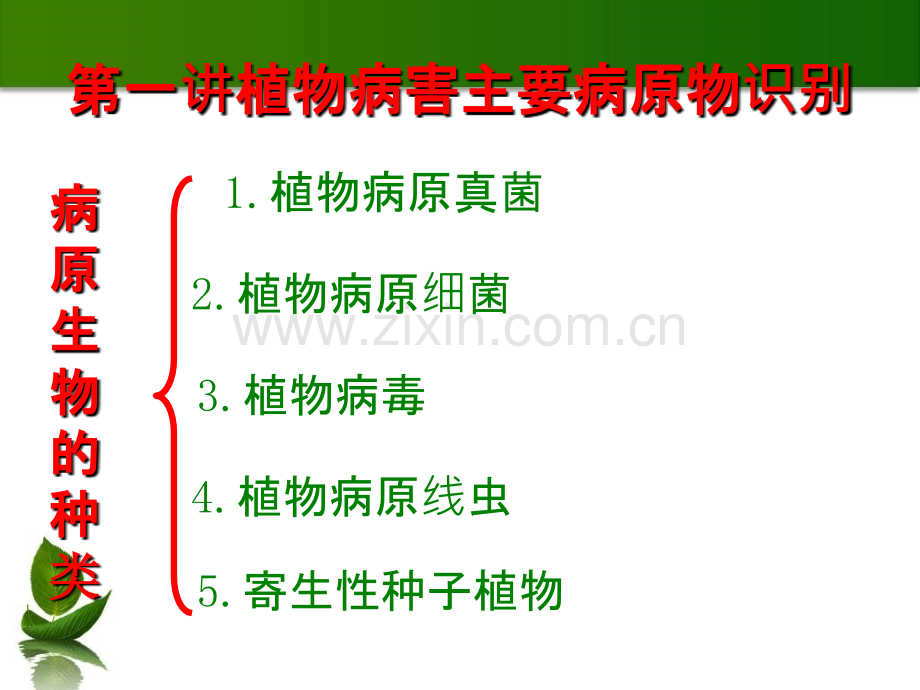 植物病害主要病原物的识别.ppt_第2页