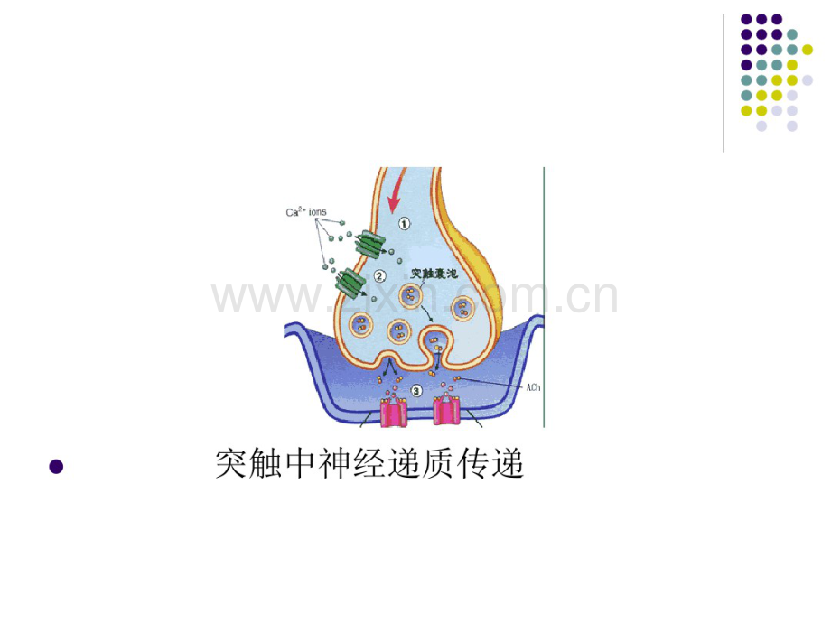 心理的神经生理基础1.pdf_第2页