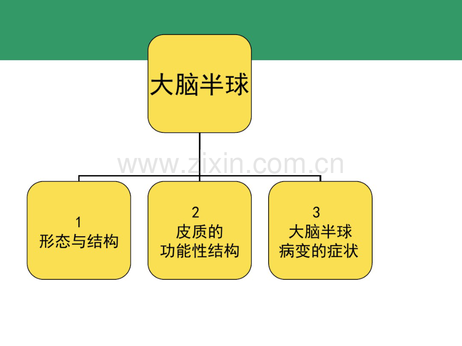 大脑半球.pdf_第2页