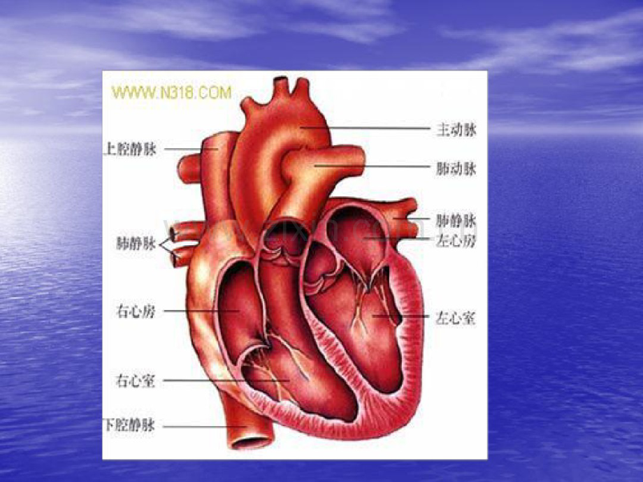 急性左心衰的诊断与治疗.pdf_第2页