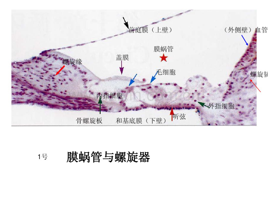组培切片.pdf_第1页