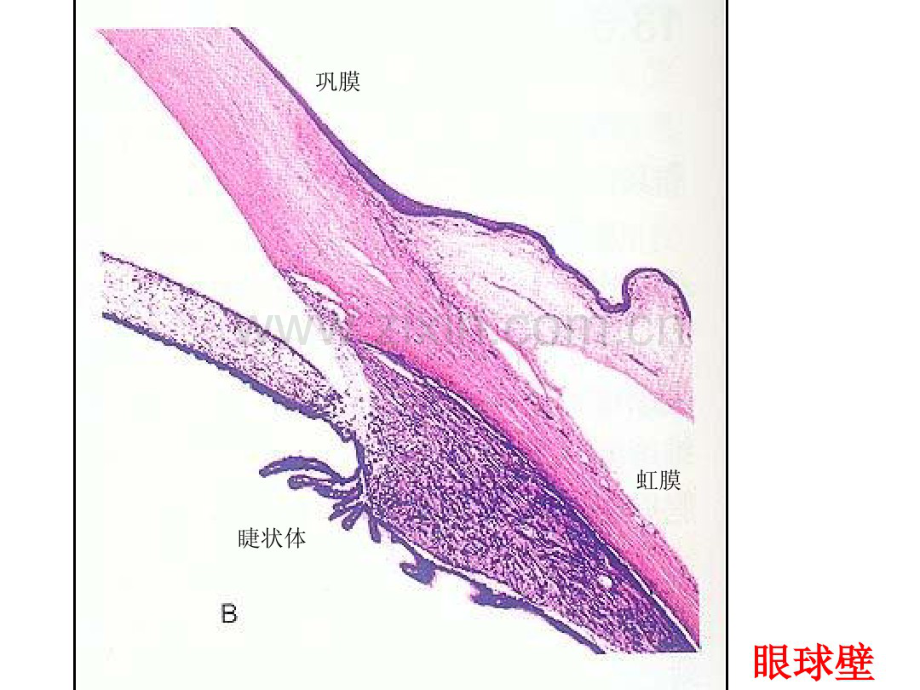 组培切片.pdf_第2页