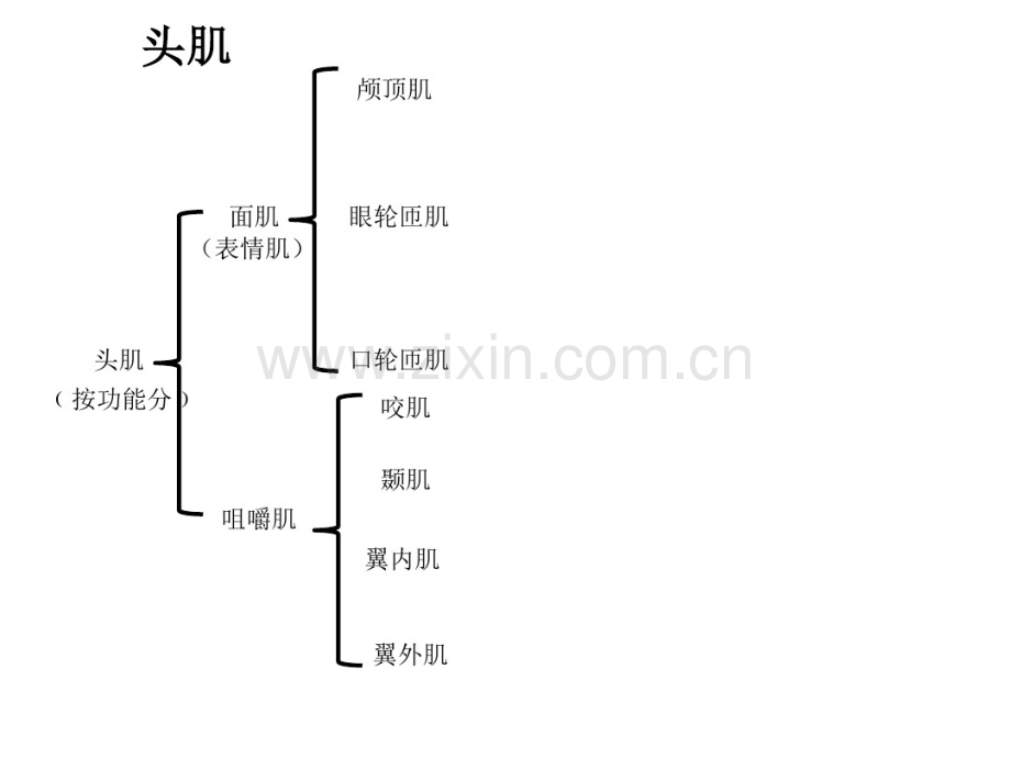 9头颈躯干肌四肢肌.pdf_第2页