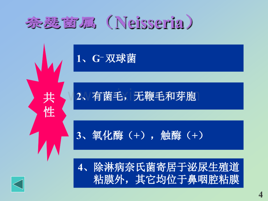 奈瑟菌属(源文档可编辑).ppt_第2页