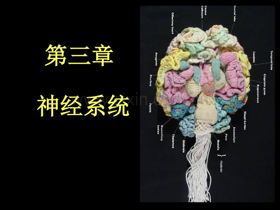 201503现代基础医学概论(第三章神经系统).pdf_第1页