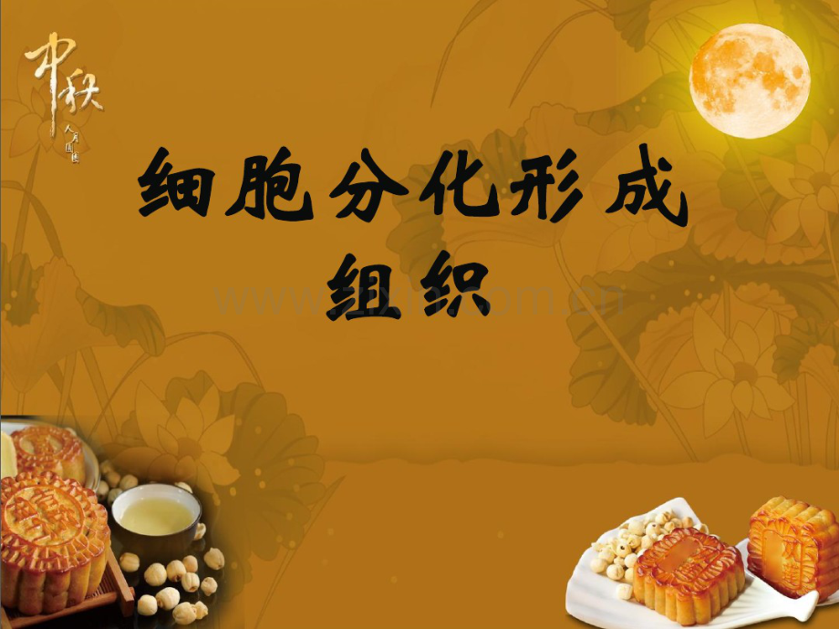 细胞分化形成组织.pdf_第1页