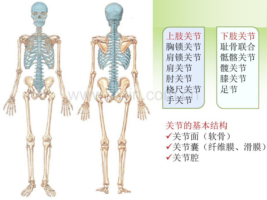 关节炎的鉴别诊断.pdf_第2页
