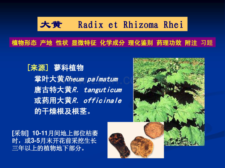 廖科——大黄.pdf_第1页