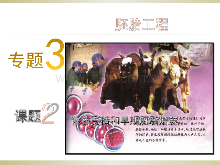 体外受精与早期胚胎培养.ppt_第1页
