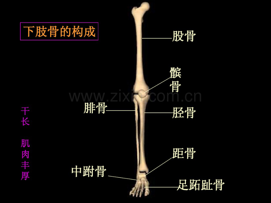 下肢骨折.pdf_第2页