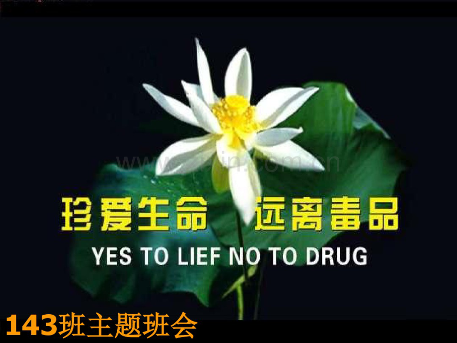 禁毒课件.pdf_第1页