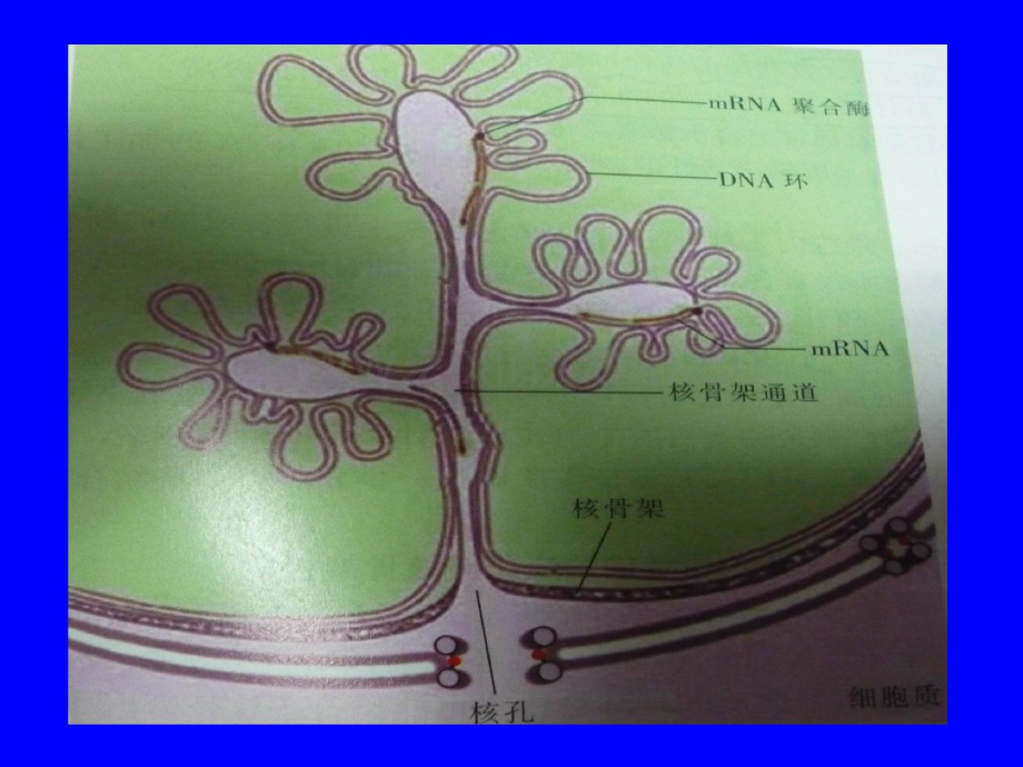 医学细胞生物学细胞核.pdf_第2页