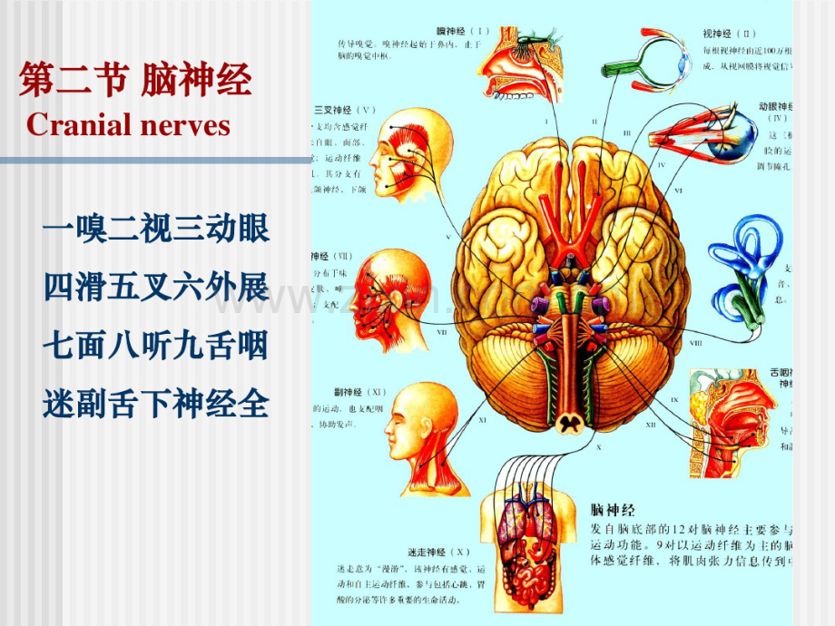 12-脑神经.pdf_第1页