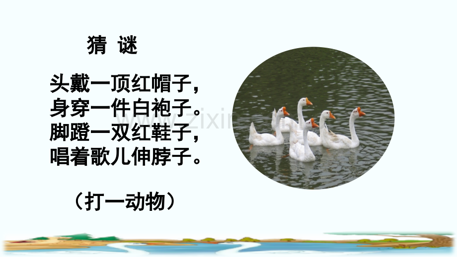 2023年部编人教版四年级语文下册《白鹅》课件.pptx_第1页