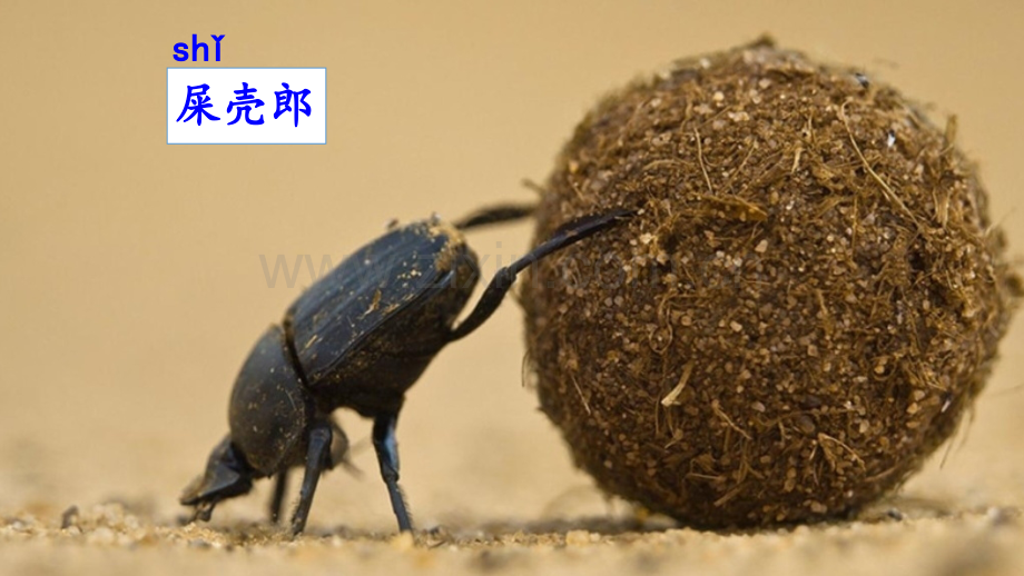 部编人教版二年级《我是一只小虫子》课件.pptx_第1页