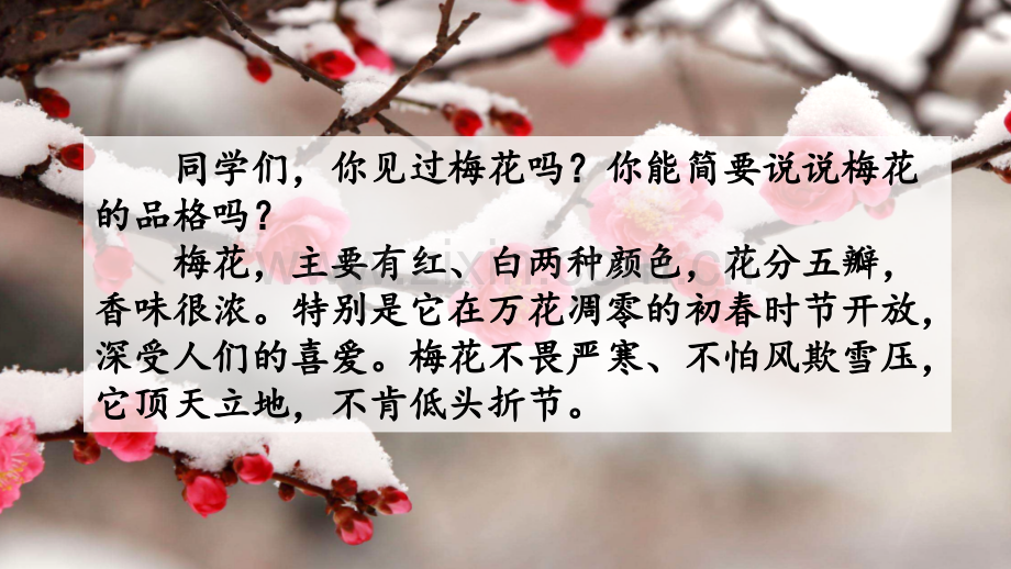 部编版五年级语文下册《梅花魂》教学课件.pptx_第1页