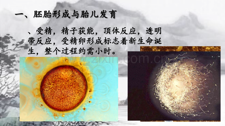 胚胎发育各个时期分界.ppt_第2页