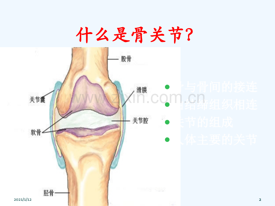 骨关节炎的那些事.ppt_第2页