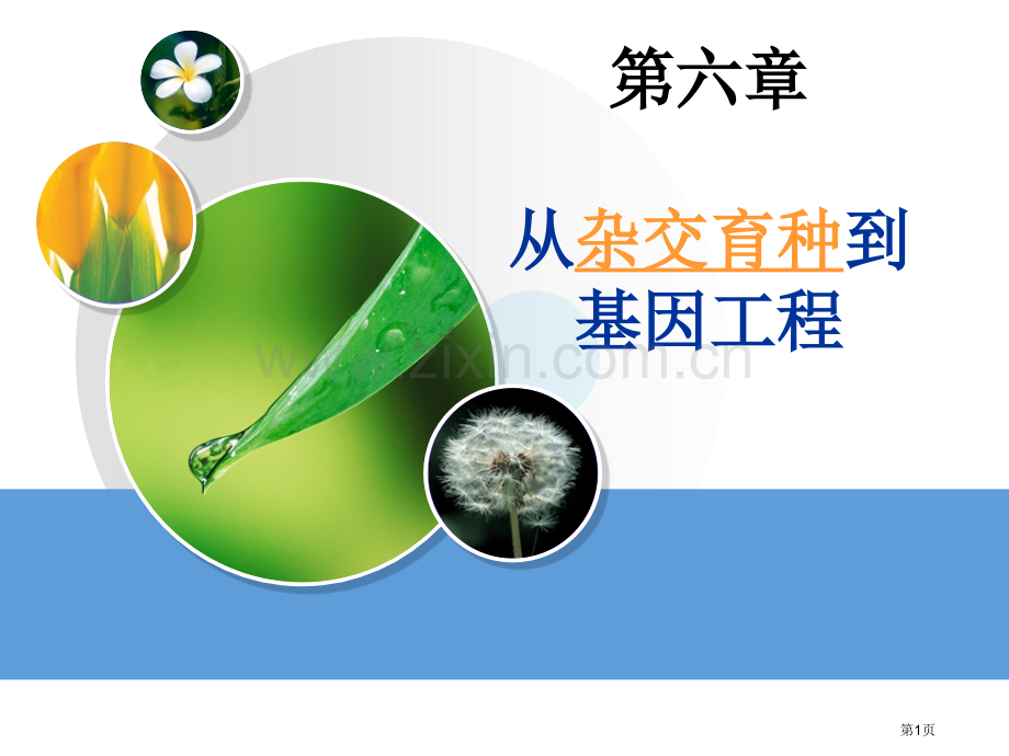 从杂交育种到基因工程复习省公共课一等奖全国赛课获奖课件.pptx_第1页
