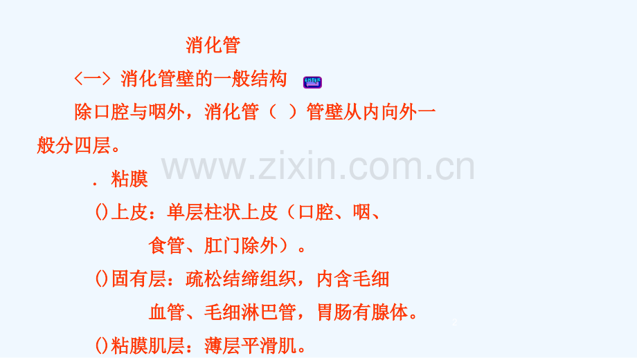 生理学课件消化管与消化腺.ppt_第2页