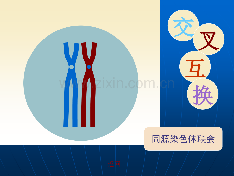 配子中染色体组合多样性.ppt_第2页