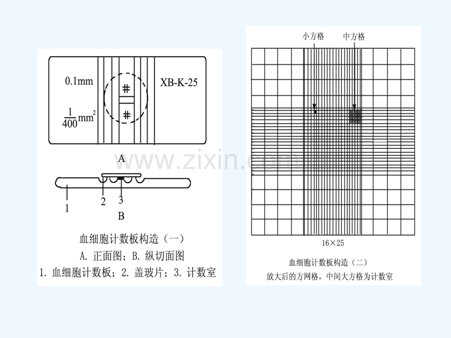 血球计数板使用及相关计算.pptx_第2页