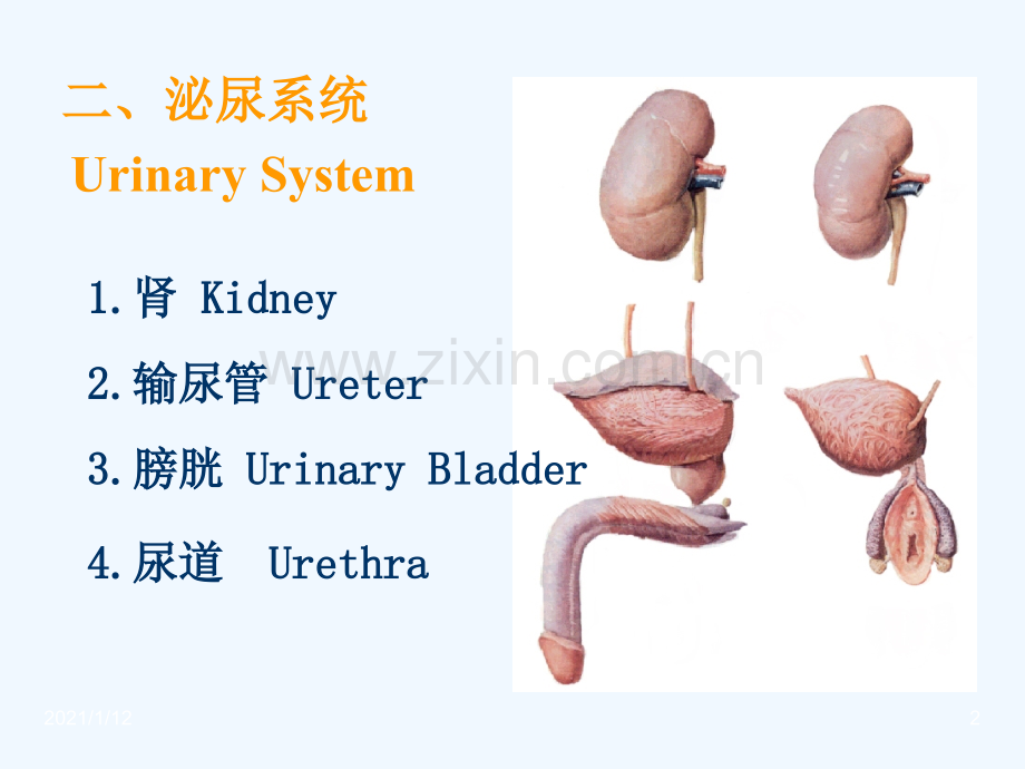 泌尿男性生殖系统.ppt_第2页