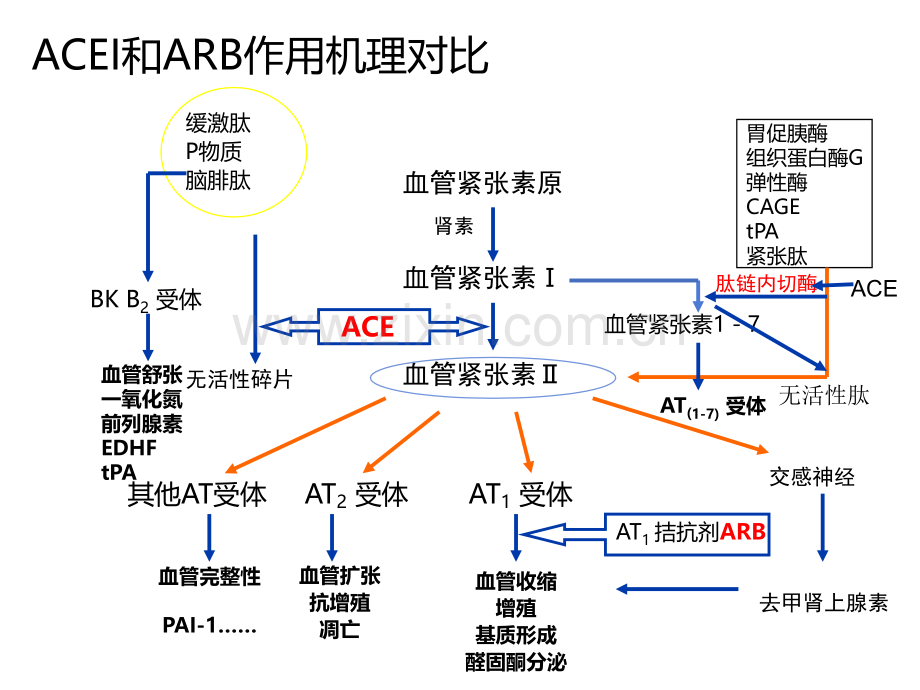 ACEI和ARB药物临床应用讲义.ppt_第2页