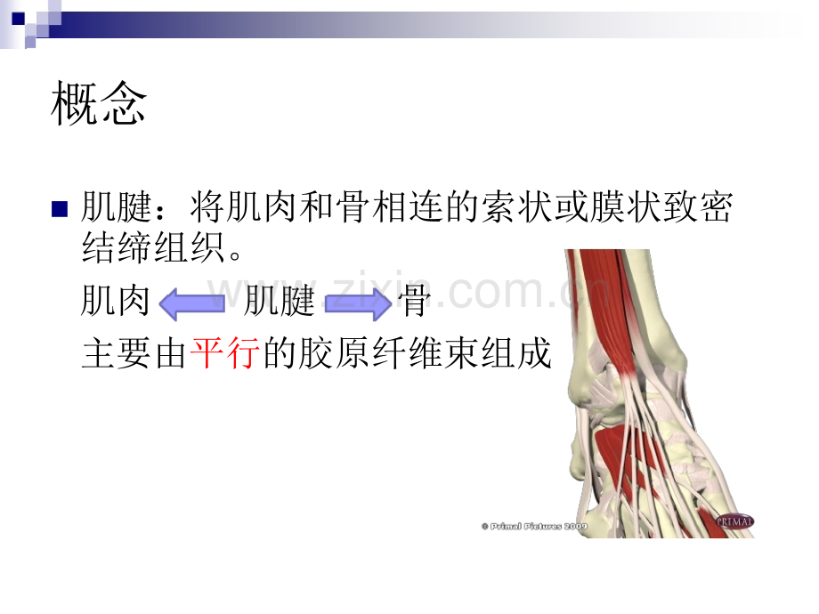 PPT医学课件超声在足踝部检查中的应用讲义.ppt_第2页