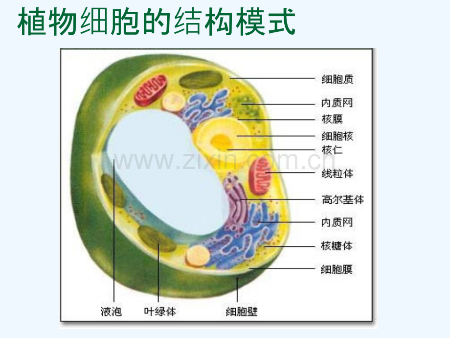 植物细胞的结构和功能.pptx_第2页
