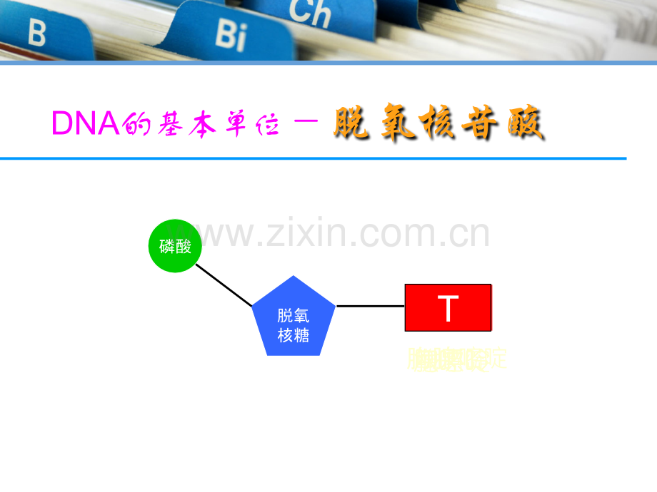 DNA测序-化学降解法.ppt_第2页