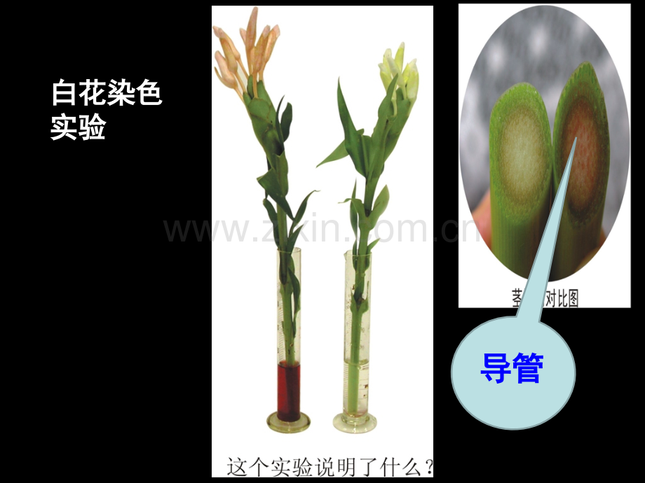 3水分在茎里的运输专题培训课件.ppt_第2页