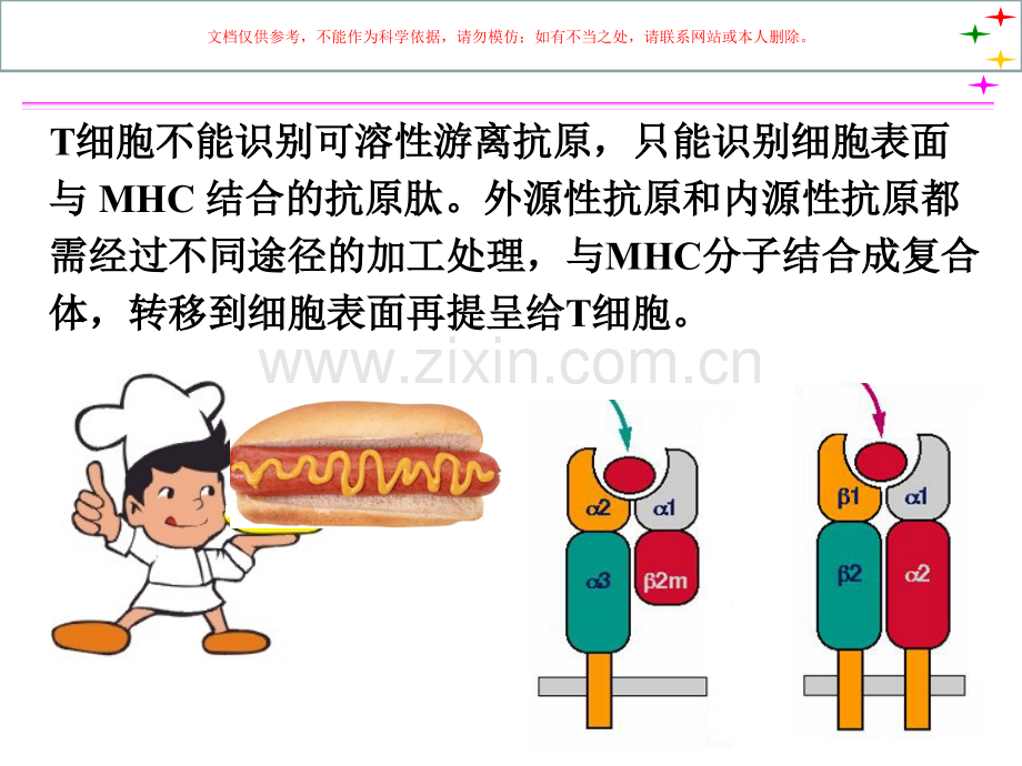 免疫学APC和抗原的处置和提呈课件.ppt_第1页