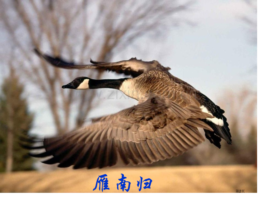 大雁归来省公共课一等奖全国赛课获奖课件.pptx_第2页