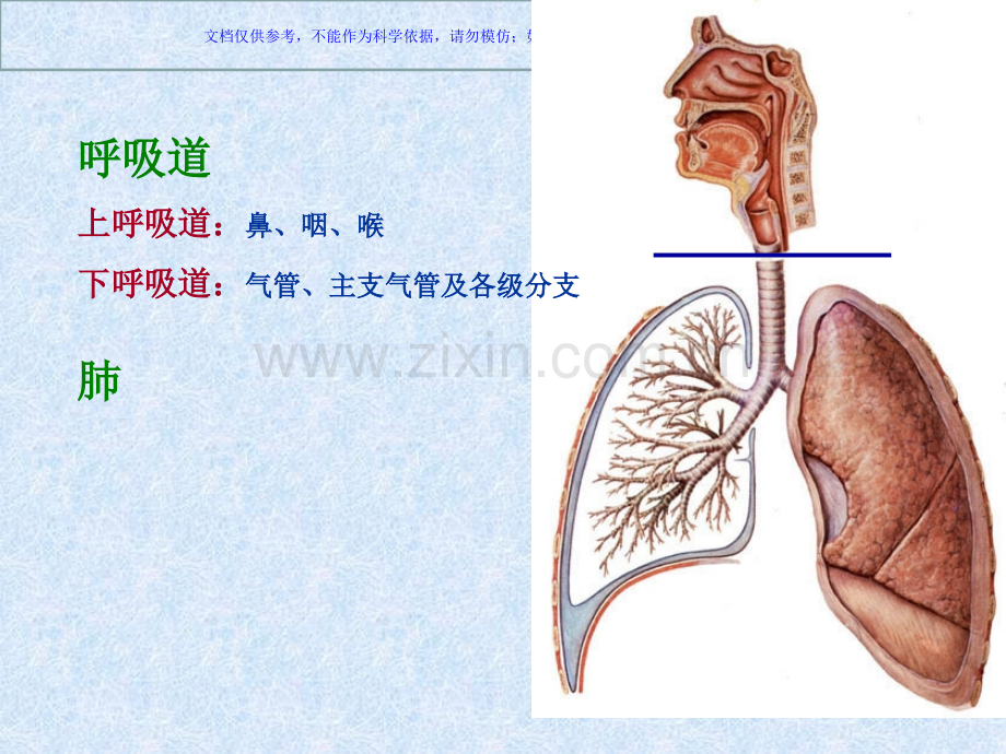 人体解剖学之呼吸系统课件.ppt_第1页